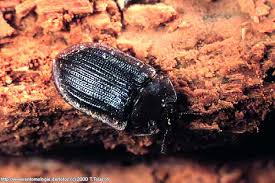 Attēlu rezultāti vaicājumam “Ostoma ferruginea”