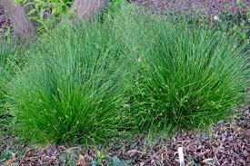 Attēlu rezultāti vaicājumam “Carex scandinavica”