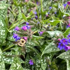 Image result for Pulmonaria officinalis