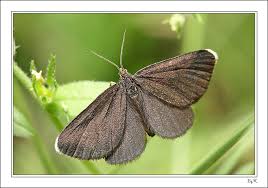 Attēlu rezultāti vaicājumam “Odezia atrata”