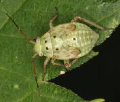 Attēlu rezultāti vaicājumam “Lygus nymph nymph”