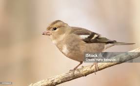 Attēlu rezultāti vaicājumam “Fringilla coelebs”