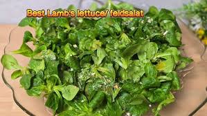 Image result for Feldsalat
