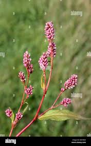 Attēlu rezultāti vaicājumam “Persicaria maculosa leaf”