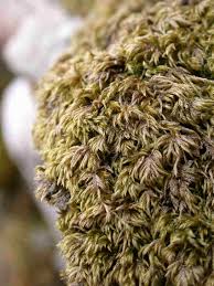 Attēlu rezultāti vaicājumam “Isothecium myosuroides”