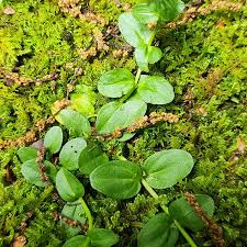 Attēlu rezultāti vaicājumam “Veronica serpyllifolia leaf”