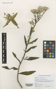 Attēlu rezultāti vaicājumam “Symphyotrichum x salignum flower”