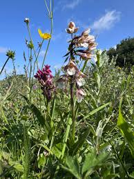 Attēlu rezultāti vaicājumam “Epipactis palustris bud”