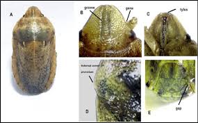 Attēlu rezultāti vaicājumam “Eurygaster testudinaria”