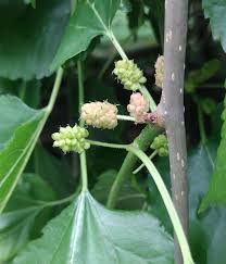 Attēlu rezultāti vaicājumam “Morus alba”