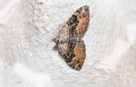 Attēlu rezultāti vaicājumam “Agonopterix hypericella”