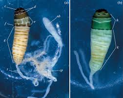 Attēlu rezultāti vaicājumam “Leucochloridium paradoxum”