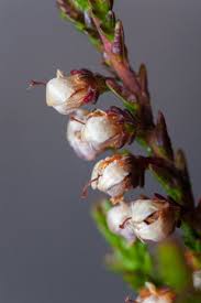 Attēlu rezultāti vaicājumam “Calluna vulgaris fruit”