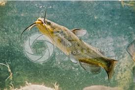 Image result for Ameiurus melas