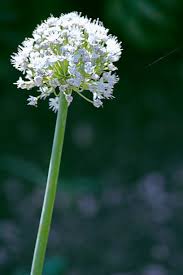 Attēlu rezultāti vaicājumam “Allium cepa flower”