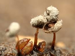 Attēlu rezultāti vaicājumam “Didymium bahiense macro”