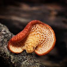 Attēlu rezultāti vaicājumam “Polyporus”