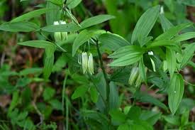 Attēlu rezultāti vaicājumam “Colchicaceae”