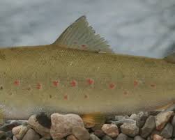 Image result for Salmo macrostigma