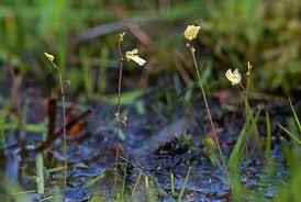 Attēlu rezultāti vaicājumam “Utricularia minor”