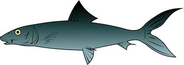 Image result for Albula vulpes