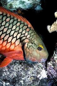 Image result for Sparisoma frondosum