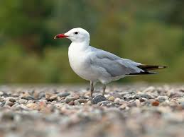 Image result for Larus audouinii