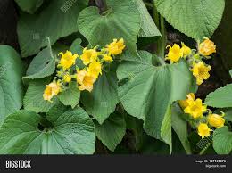 Attēlu rezultāti vaicājumam “Thladiantha dubia flower”