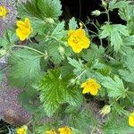 Attēlu rezultāti vaicājumam “Waldsteinia geoides flower”