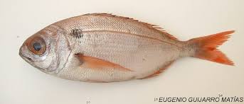 Image result for Pagellus bogaraveo