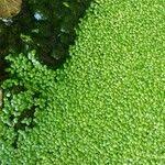 Attēlu rezultāti vaicājumam “Lemna gibba”