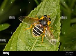 Attēlu rezultāti vaicājumam “Sericomyia lappona”