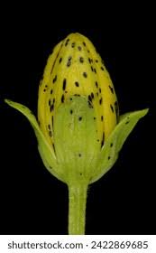 Attēlu rezultāti vaicājumam “Hypericum maculatum flower”