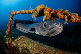 Image result for Conger conger