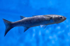 Image result for Chelon saliens