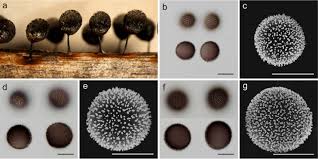 Attēlu rezultāti vaicājumam “Fuligo licentii”
