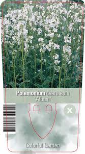 Image result for Polemonium coeruleum album