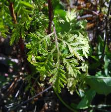 Image result for Artemisia annua