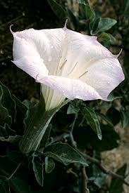 Attēlu rezultāti vaicājumam “Datura stramonium”