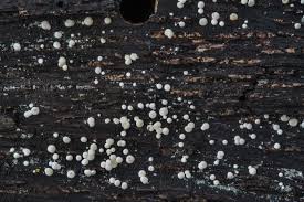 Attēlu rezultāti vaicājumam “Hypocrea gelatinosa”