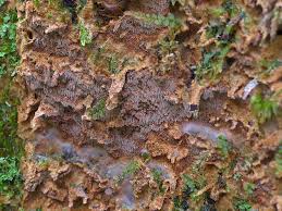 Attēlu rezultāti vaicājumam “Asterodon ferruginosus”