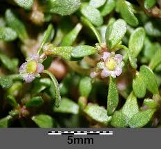 Attēlu rezultāti vaicājumam “Elatinaceae”