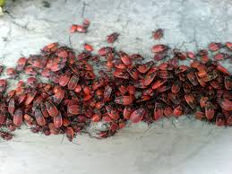 Attēlu rezultāti vaicājumam “Pyrrhocoris apterus”