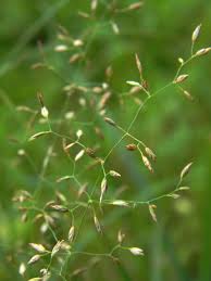 Attēlu rezultāti vaicājumam “Poa palustris”