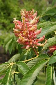 Attēlu rezultāti vaicājumam “Aesculus x hybrida flower”