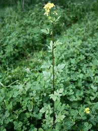 Attēlu rezultāti vaicājumam “Sinapis alba leaf”