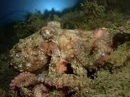 Image result for DeeperBlue.net Tribe (South London)