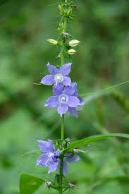 Image result for Campanula americana