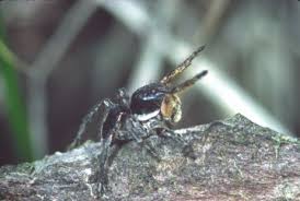 Attēlu rezultāti vaicājumam “Aelurillus v-insignitus”