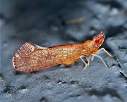 Attēlu rezultāti vaicājumam “Rabdophaga degeeri”